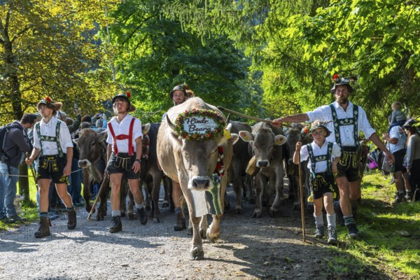 Cattle drive, cattle drive, herdsman, boy, lederhosen, braces, felt hat, traditional traditional costume, cattle (Bovidae), herd, spectator, Oberstdorf, Oberallgäu, Allgäu Alps, Bavaria, Germany