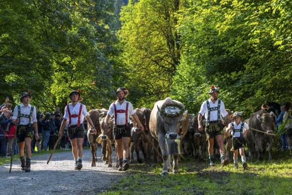 Cattle drive, cattle drive, herdsman, boy, lederhosen, braces, felt hat, traditional traditional costume, cattle (Bovidae), herd, spectator, Oberstdorf, Oberallgäu, Allgäu Alps, Bavaria, Germany