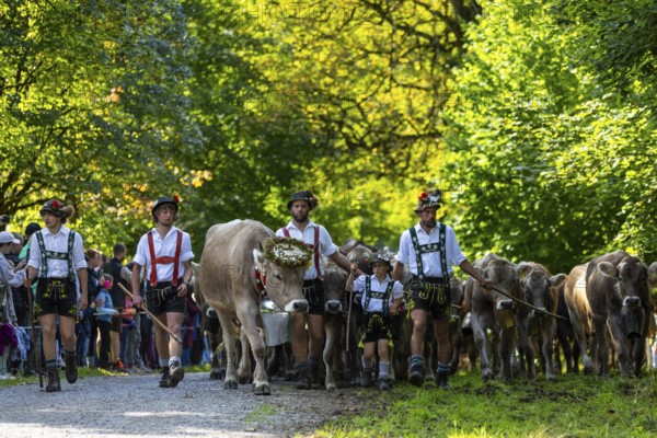 Cattle drive, cattle drive, herdsman, boy, lederhosen, braces, felt hat, traditional traditional costume, cattle (Bovidae), herd, spectator, Oberstdorf, Oberallgäu, Allgäu Alps, Bavaria, Germany
