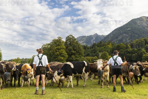 Cattle drive, cattle drive, alpine herdsmen, lederhosen, braces, felt hat, traditional traditional costume, cattle (Bovidae), mountain scenery, Oberstdorf, Oberallgäu, Allgäu Alps, Bavaria, Germany