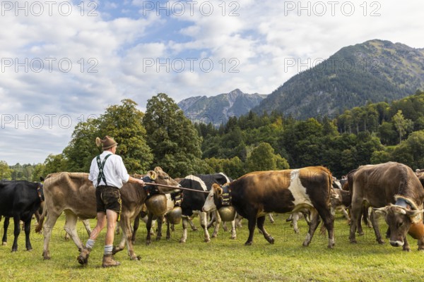 Cattle drive, cattle drive, alpine herdsmen, lederhosen, braces, felt hat, traditional traditional costume, cattle (Bovidae), mountain scenery, Oberstdorf, Oberallgäu, Allgäu Alps, Bavaria, Germany
