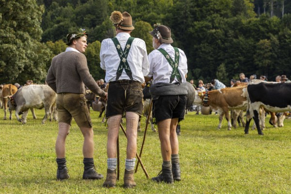 Cattle drive, cattle drive, alpine herdsmen, Lebderhosen, felt hat, Gamsbart, traditional traditional costume, Oberstdorf, Oberallgäu, Allgäu Alps, Bavaria, Germany