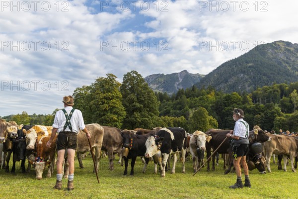 Cattle drive, cattle drive, alpine herdsmen, lederhosen, braces, felt hat, traditional traditional costume, cattle (Bovidae), mountain scenery, Oberstdorf, Oberallgäu, Allgäu Alps, Bavaria, Germany
