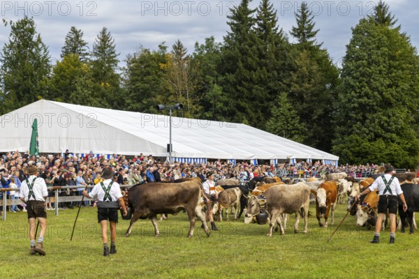 Cattle seperation, cattle drive, alpine herdsmen, lederhosen, domestic cattle (Bovidae), herd, marquee, spectators, Oberstdorf, Oberallgäu, Allgäu Alps, Bavaria, Germany
