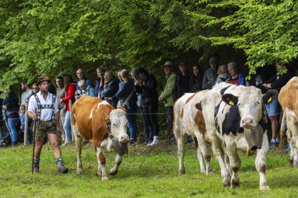 Cattle drive, cattle drive, herdsman, lederhosen, dirndl, traditional traditional costume, cattle (Bovidae), Oberstdorf, Oberallgäu, Allgäu Alps, Bavaria, Germany