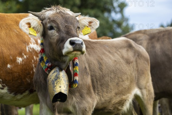 Cattle drive, cattle drive, domestic cattle (Bovidae), cowbell, lederhosen, traditional traditional costume, Oberstdorf, Oberallgäu, Allgäu Alps, Bavaria, Germany