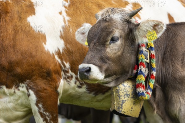 Cattle drive, cattle drive, domestic cattle (Bovidae), cowbell, lederhosen, traditional traditional costume, Oberstdorf, Oberallgäu, Allgäu Alps, Bavaria, Germany