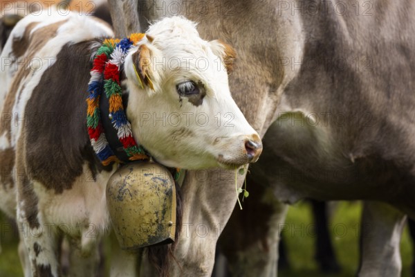 Cattle drive, cattle drive, domestic cattle (Bovidae), cowbell, Oberstdorf, Oberallgäu, Allgäu Alps, Bavaria, Germany