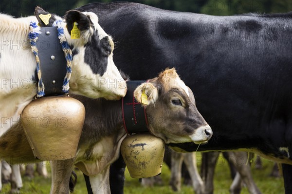 Cattle drive, cattle drive, domestic cattle (Bovidae), cowbell, Oberstdorf, Oberallgäu, Allgäu Alps, Bavaria, Germany