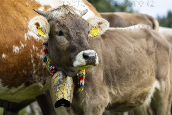 Cattle drive, cattle drive, domestic cattle (Bovidae), cowbell, lederhosen, traditional traditional costume, Oberstdorf, Oberallgäu, Allgäu Alps, Bavaria, Germany