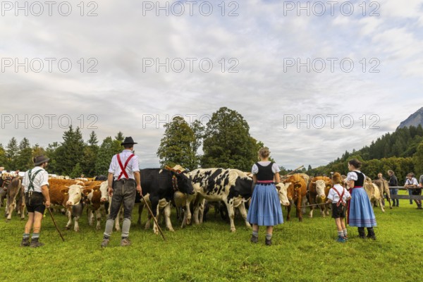 Cattle drive, cattle drive, domestic cattle (Bovidae), herd, shepherdess, children, lederhosen, dirndl, traditional traditional costume, Oberstdorf, Oberallgäu, Allgäu Alps, Bavaria, Germany