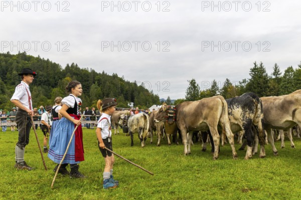 Cattle drive, cattle drive, domestic cattle (Bovidae), shepherd, shepherdess, children, lederhosen, dirndl, traditional traditional costume, Oberstdorf, Oberallgäu, Allgäu Alps, Bavaria, Germany