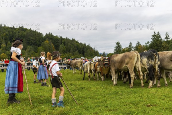 Cattle drive, cattle drive, domestic cattle (Bovidae), herdsman, children, lederhosen, dirndl, traditional traditional costume, Oberstdorf, Oberallgäu, Allgäu Alps, Bavaria, Germany