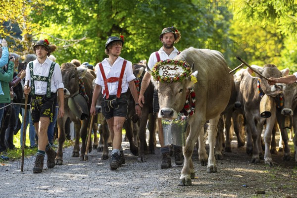 Cattle drive, cattle drive, herdsman, boy, lederhosen, braces, felt hat, traditional traditional costume, cattle (Bovidae), herd, spectator, Oberstdorf, Oberallgäu, Allgäu Alps, Bavaria, Germany