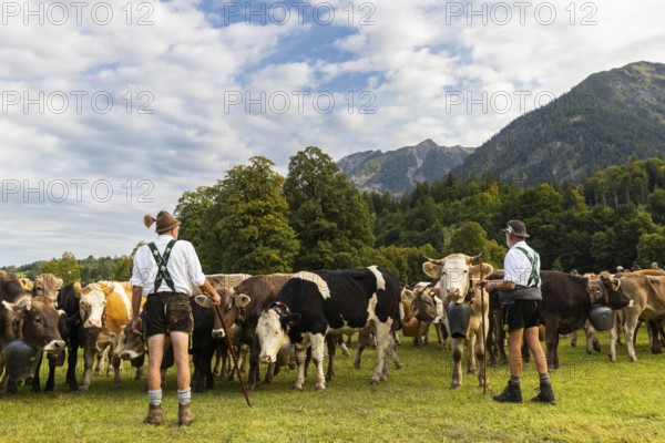 Cattle drive, cattle drive, alpine herdsmen, lederhosen, braces, felt hat, traditional traditional costume, cattle (Bovidae), mountain scenery, Oberstdorf, Oberallgäu, Allgäu Alps, Bavaria, Germany