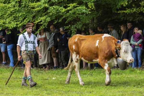 Cattle drive, cattle drive, herdsman, lederhosen, dirndl, traditional traditional costume, cattle (Bovidae), Oberstdorf, Oberallgäu, Allgäu Alps, Bavaria, Germany