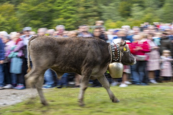 Cattle drive, cattle drive, domestic cattle (Bovidae) running in front of spectators, cowbell, Oberstdorf, Oberallgäu, Allgäu Alps, Bavaria, Germany