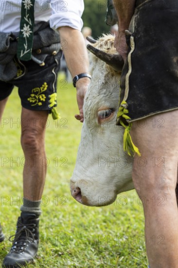 Cattle drive, herdsman, cattle (Bovidae), lederhosen, traditional traditional costume, Oberstdorf, Oberallgäu, Allgäu Alps, Bavaria, Germany