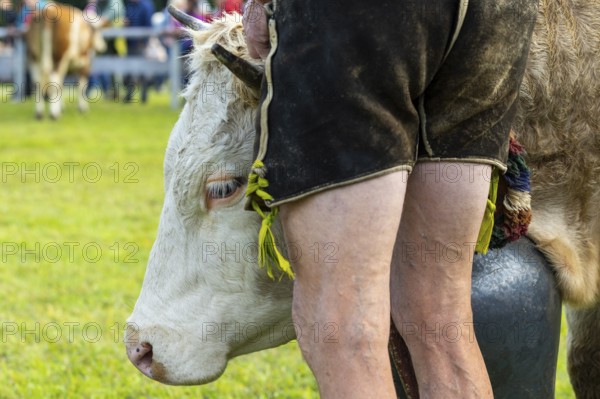 Cattle drive, herdsman, cattle (Bovidae), lederhosen, traditional traditional costume, Oberstdorf, Oberallgäu, Allgäu Alps, Bavaria, Germany