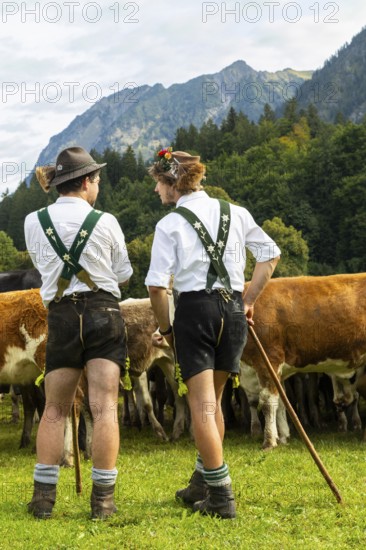 Cattle drive, cattle drive, domestic cattle (Bovidae), alpine herdsmen, lederhosen, braces, felt hat, chamois beard, traditional traditional costume, Oberstdorf, Oberallgäu, Allgäu Alps, Bavaria, Germany