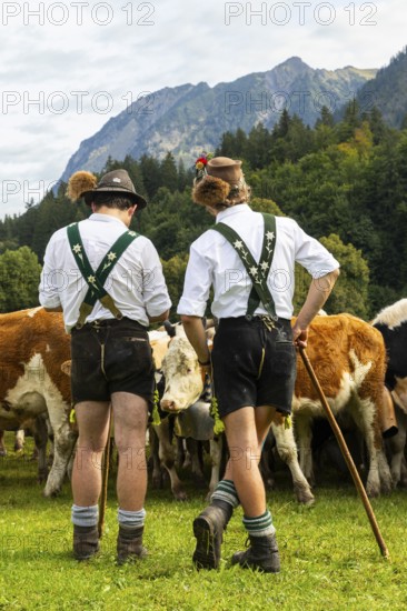 Cattle drive, cattle drive, domestic cattle (Bovidae), alpine herdsmen, lederhosen, braces, felt hat, chamois beard, traditional traditional costume, Oberstdorf, Oberallgäu, Allgäu Alps, Bavaria, Germany
