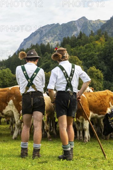 Cattle drive, cattle drive, domestic cattle (Bovidae), alpine herdsmen, lederhosen, braces, felt hat, chamois beard, traditional traditional costume, Oberstdorf, Oberallgäu, Allgäu Alps, Bavaria, Germany