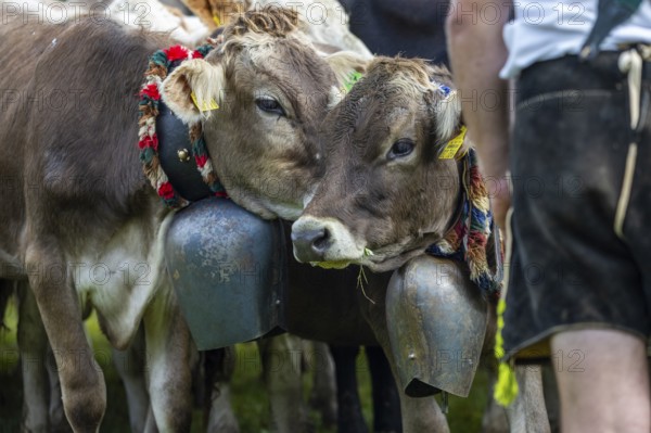 Cattle drive, cattle drive, domestic cattle (Bovidae), cowbell, herdsman, lederhosen, traditional traditional costume, Oberstdorf, Oberallgäu, Allgäu Alps, Bavaria, Germany