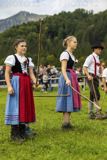 Cattle drive, cattle drive, domestic cattle (Bovidae), shepherdess, girl, dirndl, traditional traditional costume, Oberstdorf, Oberallgäu, Allgäu Alps, Bavaria, Germany
