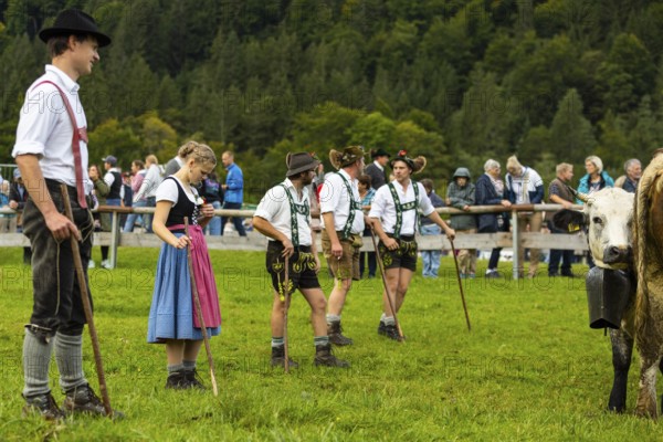 Cattle drive, cattle drive, shepherd, shepherdess, lederhosen, dirndl, traditional traditional costume, Oberstdorf, Oberallgäu, Allgäu Alps, Bavaria, Germany