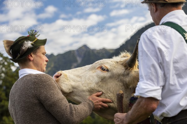 Cattle drive, herdsman stroking cattle (Bovidae), lederhosen, traditional traditional costume, Oberstdorf, Oberallgäu, Allgäu Alps, Bavaria, Germany
