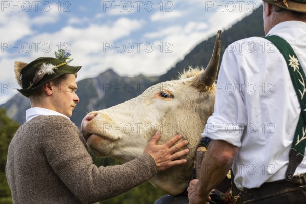 Cattle drive, herdsman stroking cattle (Bovidae), lederhosen, traditional traditional costume, Oberstdorf, Oberallgäu, Allgäu Alps, Bavaria, Germany