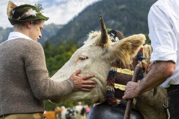 Cattle drive, herdsman stroking cattle (Bovidae), lederhosen, traditional traditional costume, Oberstdorf, Oberallgäu, Allgäu Alps, Bavaria, Germany