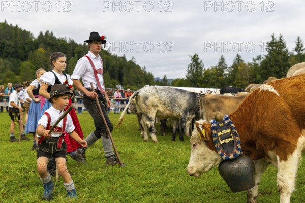 Cattle drive, cattle drive, domestic cattle (Bovidae), herdsman, children, lederhosen, dirndl, traditional traditional costume, Oberstdorf, Oberallgäu, Allgäu Alps, Bavaria, Germany
