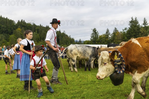 Cattle drive, cattle drive, domestic cattle (Bovidae), herdsman, children, lederhosen, dirndl, traditional traditional costume, Oberstdorf, Oberallgäu, Allgäu Alps, Bavaria, Germany