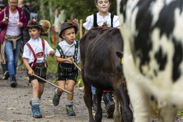 Cattle drive, cattle drive, domestic cattle (Bovidae), shepherdess, children, lederhosen, dirndl, traditional traditional costume, Oberstdorf, Oberallgäu, Allgäu Alps, Bavaria, Germany
