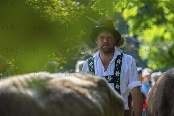 Cattle drive, herdsman, portrait, felt hat, traditional traditional costume, cattle (Bovidae), Oberstdorf, Oberallgäu, Allgäu Alps, Bavaria, Germany