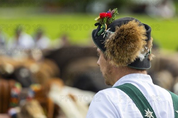 Cattle drive, cattle drive, alpine herdsman, felt hat, chamois beard, traditional traditional costume, Oberstdorf, Oberallgäu, Allgäu Alps, Bavaria, Germany