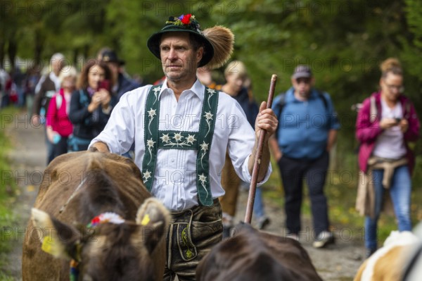 Cattle drive, cattle drive, domestic cattle (Bovidae), alpine herdsman, traditional traditional costume, Oberstdorf, Oberallgäu, Allgäu Alps, Bavaria, Germany