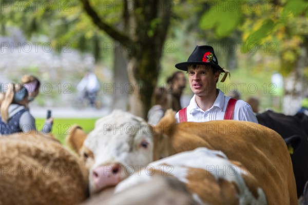 Cattle drive, cattle drive, domestic cattle (Bovidae), alpine herdsman, traditional traditional costume, Oberstdorf, Oberallgäu, Allgäu Alps, Bavaria, Germany