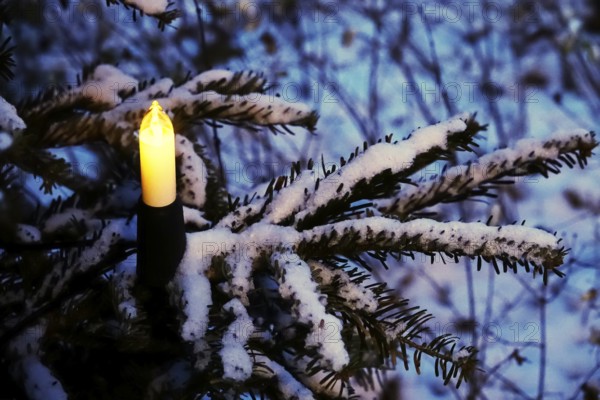 Christmas tree with snow at Christmas time, Germany