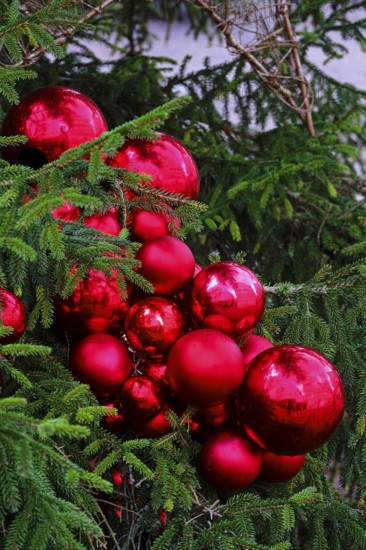Red Christmas baubles on a conifer, Germany