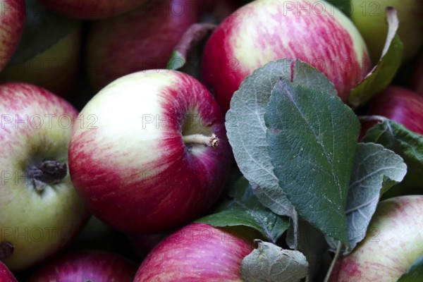 Apple harvest, harvested apples in a carton, September, Germany