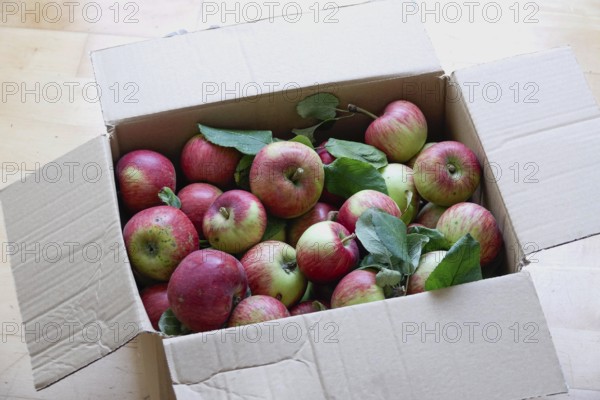 Apple harvest, harvested apples in a carton, September, Germany