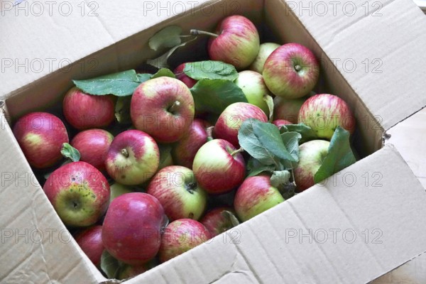 Apple harvest, harvested apples in a carton, September, Germany