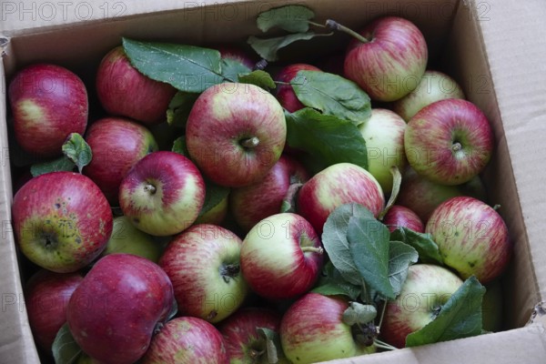 Apple harvest, harvested apples in a carton, September, Germany