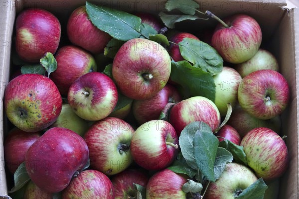 Apple harvest, harvested apples in a carton, September, Germany