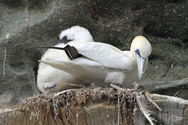 A gannet with chicks sitting on a rocky nest with a natural background, Isle of Noss, Shetland Islands, Scotland, United Kingdom