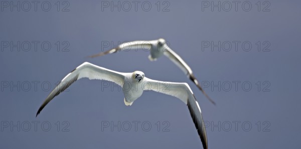 Two gannets flying against a blue sky, conveying a sense of freedom, elegance, Isle of Noss, Shetland Islands, Scotland, United Kingdom