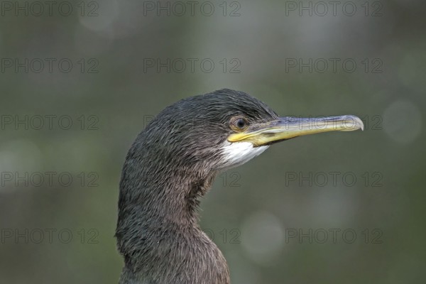 Detailed portrait of a shag with striking beak against a blurred background, Isle of Noss, Shetland Islands, Scotland, Great Britain
