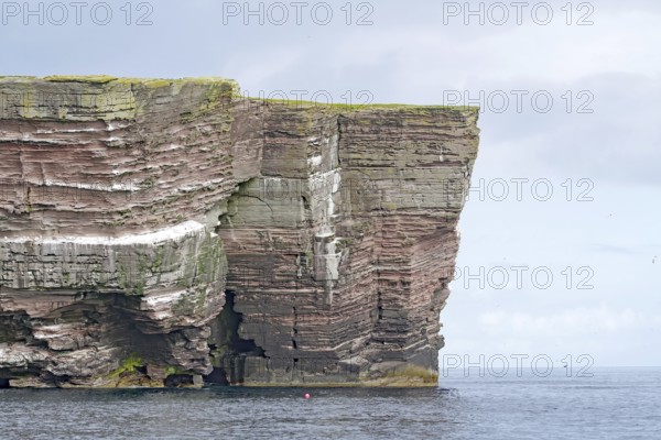Massive red rock formations rise steeply from the sea, Isle of Noss, Shetland Islands, Scotland, Great Britain